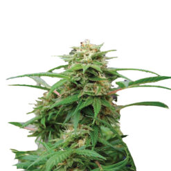 White Rhino fem. Nirvana