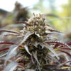 White Runtz Fast Flowering fem. Humboldt Seed Organization