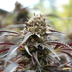 White Runtz Fast Flowering fem. Humboldt Seed Organization