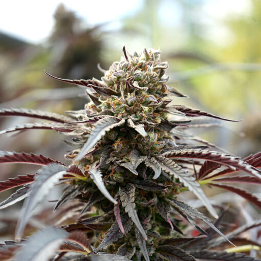 White Runtz Fast Flowering fem. Humboldt Seed Organization