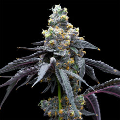White Runtz X Hollywood 6 u. fem Cookies Seed Bank