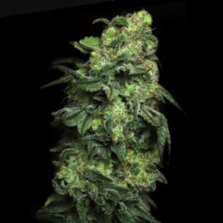 White Serpent fem. Elev8 Seeds