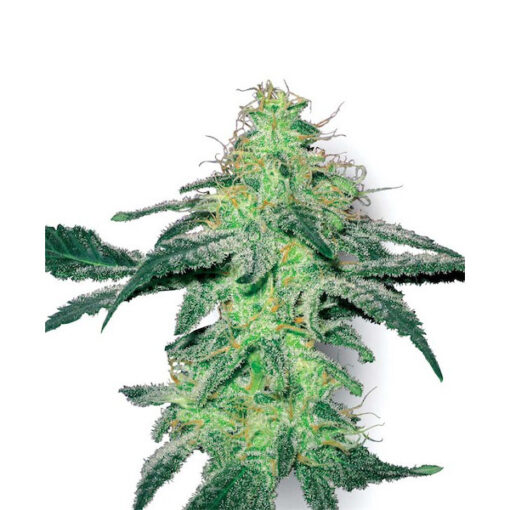 White Skunk fem. White Label