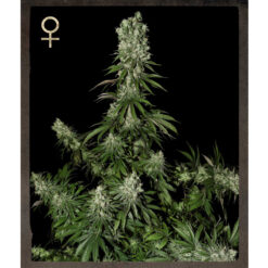 White Strawberry Skunk fem. Strain Hunters