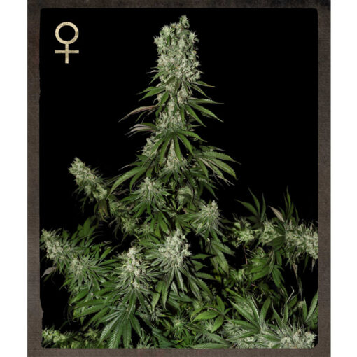 White Strawberry Skunk fem. Strain Hunters