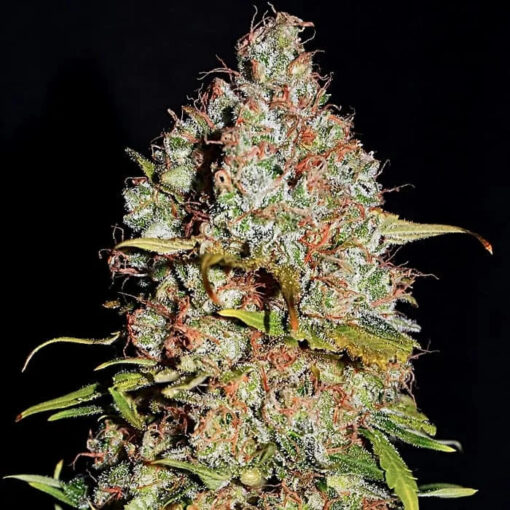 White Truffle  3 u. fem Empire Seeds