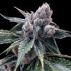 White Walker Kush fem. DNA Genetics