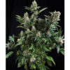 White Widow fem. Pyramid Seeds