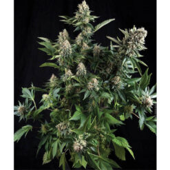 White Widow fem. Pyramid Seeds