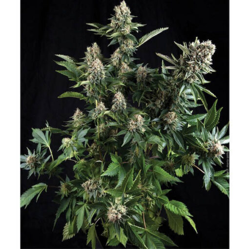 White Widow fem. Pyramid Seeds