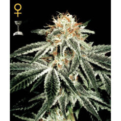 White Widow fem. Green House