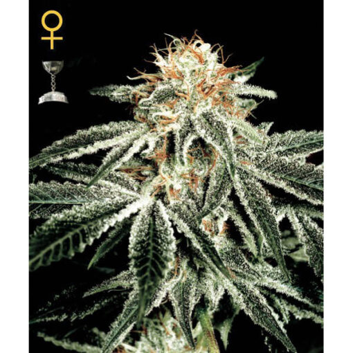 White Widow fem. Green House