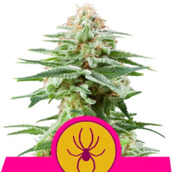 White Widow fem. Royal Queen
