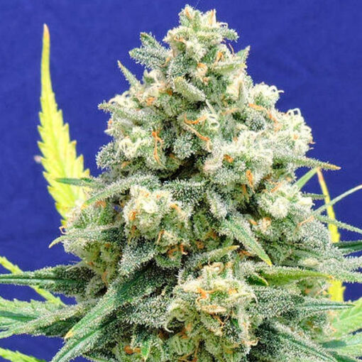 White Widow + 10 u. fem. Original Sensible
