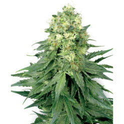White Widow 10 u. reg. White Label