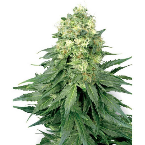 White Widow 10 u. reg. White Label