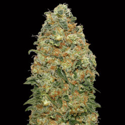 White Widow fem. 00 Seeds