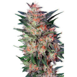 White Widow fem. Dutch Passion