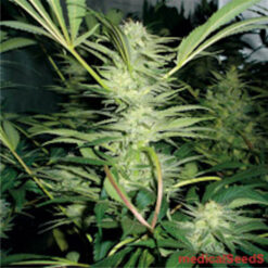 White Widow fem. Medical Seeds