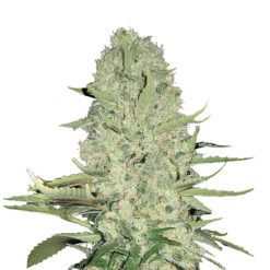White Widow fem. Nirvana