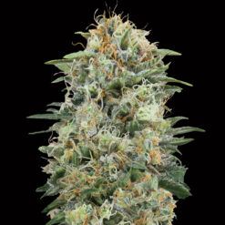 White Widow CBD. 00 Seeds