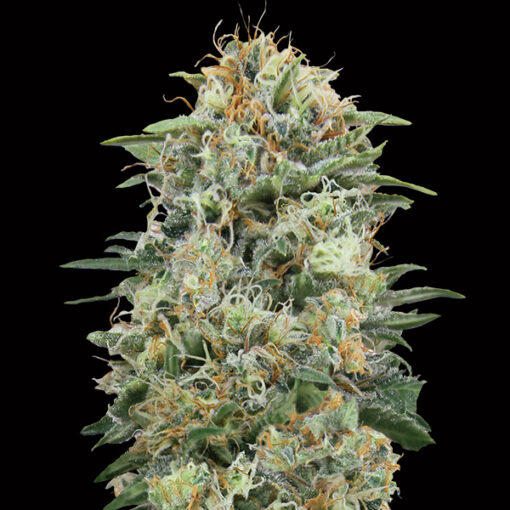 White Widow CBD. 00 Seeds