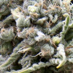 White Widow CBD fem. Pyramid Seeds