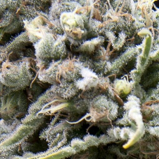 White Widow CBD fem. Pyramid Seeds