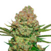 White Widow fem. Seedstockers