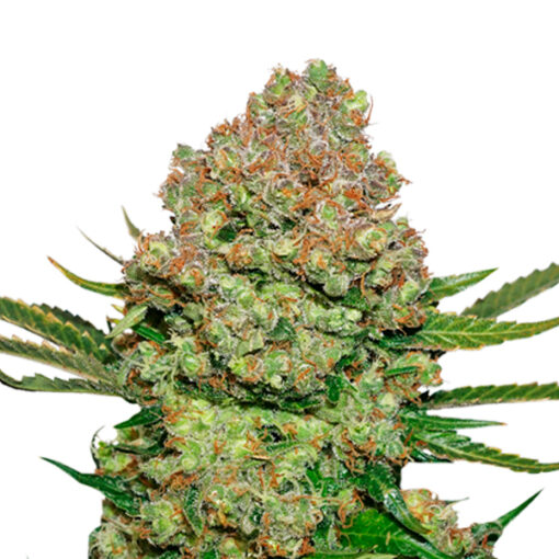 White Widow fem. Seedstockers