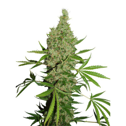 White Widow x The Ultimate 10 u. reg. Dutch Passion
