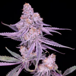 Winter Sunset #4  -  4 u. fem Sacred Terps