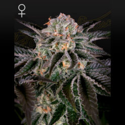 Wonder Pie fem. Green House