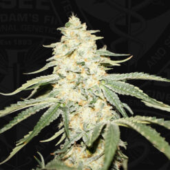 Wy - Kiki fem. 710 Limited Pack T.H. Seeds.