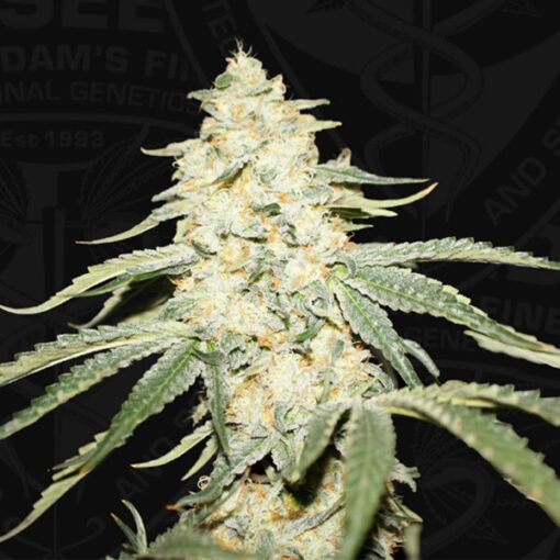 Wy - Kiki fem. 710 Limited Pack T.H. Seeds.