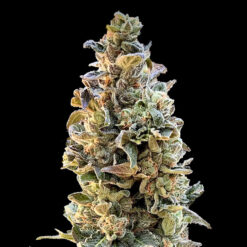 XTC OG 3 fem. Elev8 Seeds