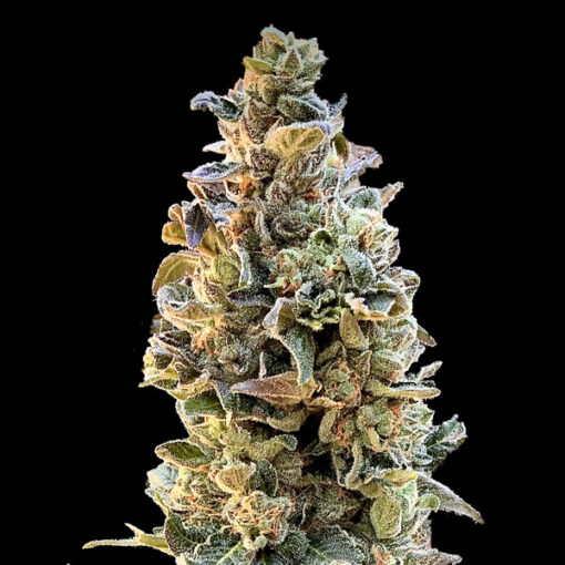 XTC OG 3 fem. Elev8 Seeds