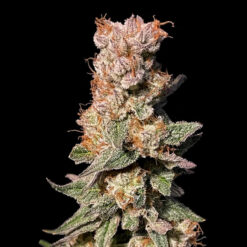 Xhale fem. Elev8 Seeds