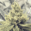 Y Griega fem. Medical seeds