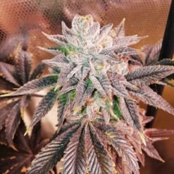 Z Head fem. One Shot Edition Grateful Seeds