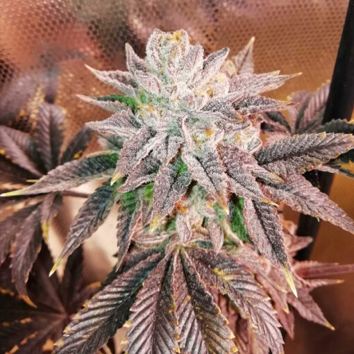 Z Head fem. One Shot Edition Grateful Seeds