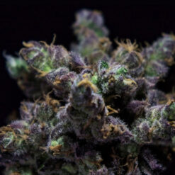 Z-Kiem fem. R-Kiem Seeds