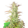 Z-Up Auto  10 u. fem. FastBuds Seeds