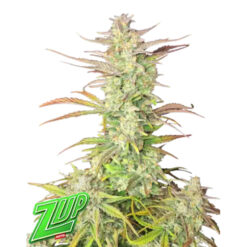 Z-Up Auto  10 u. fem. FastBuds Seeds
