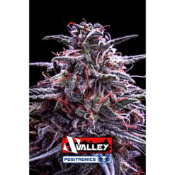 Z Valley fem. Positronics Seeds