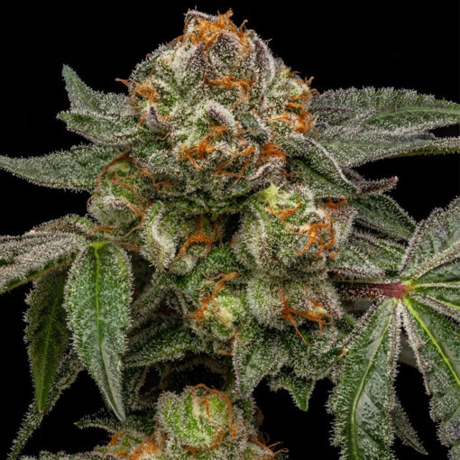 Zake fem. Ripper Seeds