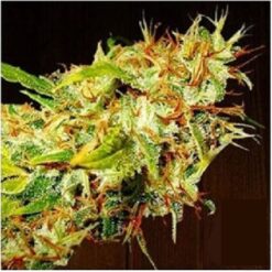 Zamaldelica fem. Ace Seeds