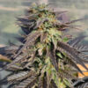 Zamaldelica x Kali China fem. Ace Seeds