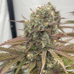 Zapplewoodz - 7 u. fem Conscious Genetics