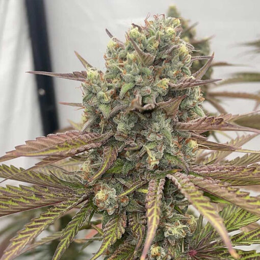 Zapplewoodz - 7 u. fem Conscious Genetics